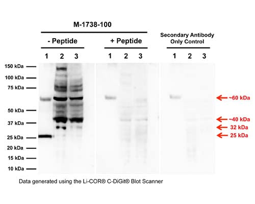 Mouse Anti-Pro-Nerve Growth Factor (proNGF)