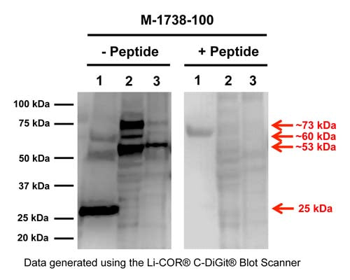 Mouse Anti-Pro-Nerve Growth Factor (proNGF)