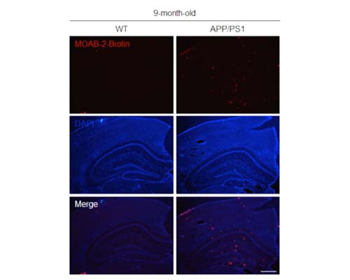 Mouse Anti-Amyloid Beta Peptide (A-beta 40/42, Biotin)