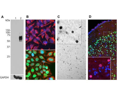 Mouse Anti-Cellular Oncogene FOS (c-FOS)