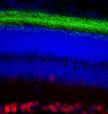 Mouse Anti-Rhodopsin (Clone A531)