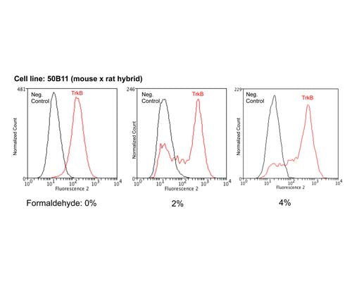 Mouse Anti-Tyrosine Kinase Receptor B (TrkB)
