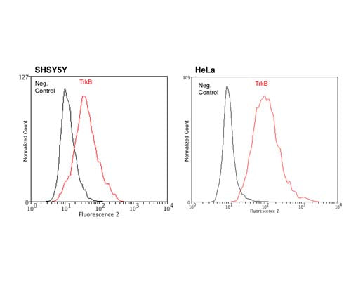 Mouse Anti-Tyrosine Kinase Receptor B (TrkB)