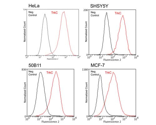 Mouse Anti-Tyrosine Kinase Receptor C (TrkC)