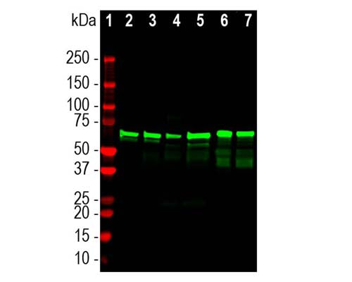 Mouse Anti-Neurofilament Light Polypeptide (NF-L), DG-Sensor (1D44)