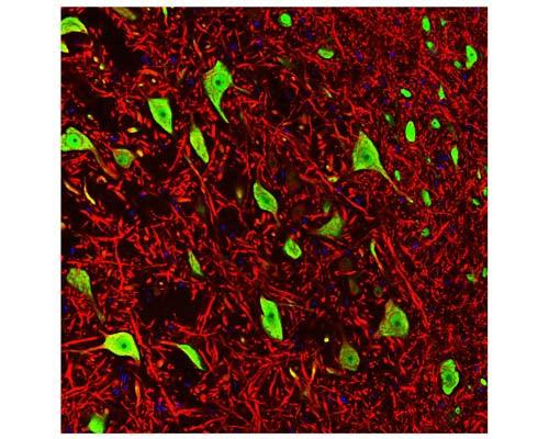 Mouse Anti-Neuronal Nuclei Antigen (NeuN/FOX3, 1B7)