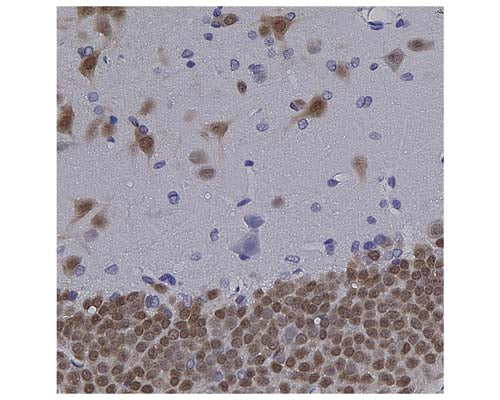 Mouse Anti-Neuronal Nuclei Antigen (NeuN/FOX3, 1B7)