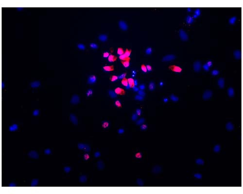 Mouse Anti-Neuronal Nuclei Antigen (NeuN/FOX3, 1B7)