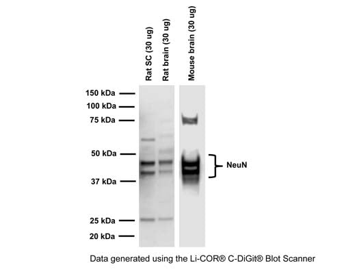 Mouse Anti-Neuronal Nuclei Antigen (NeuN/FOX3, 1B7)