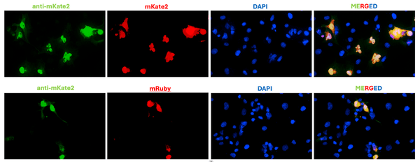 Immunofluorescence of COS7 cells expressing mKate2 or mRuby using chicken anti-mKate2 antibody (green) and mKate2 autofluorescence (red), showing complete overlap in the signal in transfected cells. The cells were stained using goat anti-chicken IgY FITC secondary antibody and mounted with Fluoroshield with DAPI mounting medium. The DAPI nuclear stain (blue) shows the nuclei of both transfected and untransfected cells.