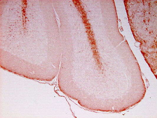 Immunohistochemical staining of a paraffin-embedded section through mouse cerebellum.