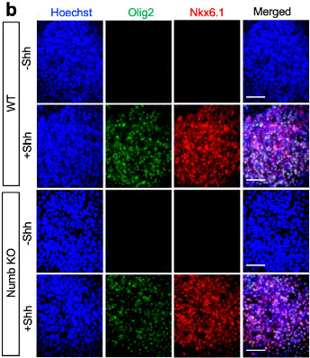 Representative images of mouse NPC differentiation into Nkx6.1- and Olig2-positive neural progenitors after 3 days induction. Image from publication CC-BY-4.0. PMID:38664376