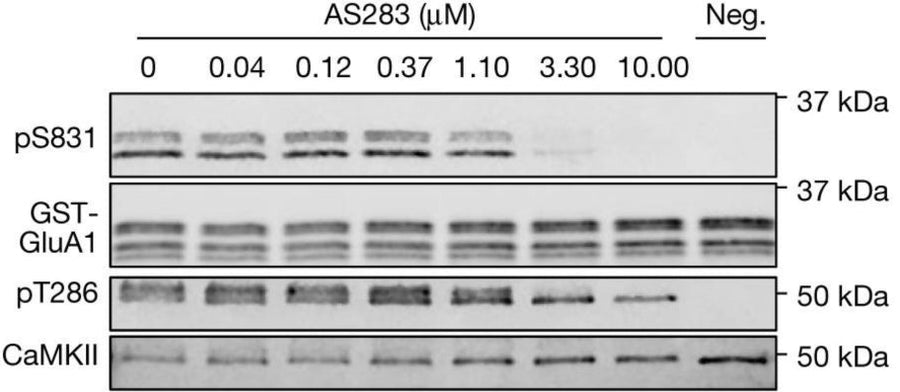 Representative immunoblot and quantification of in vitro kinase reactions at 30 °C in 1 mM ATP measuring AS283-mediated inhibition of CaMKII phosphorylation of GluA1 S831 (pS831) (1:2000) and autophosphorylation of CaMKII T286 (pT286) (1:2500) with varying concentrations of AS283 (0.41–10 μM). For a negative control (Neg.), ATP was omitted. Image from publication CC-BY-4.0. PMID: 37648853