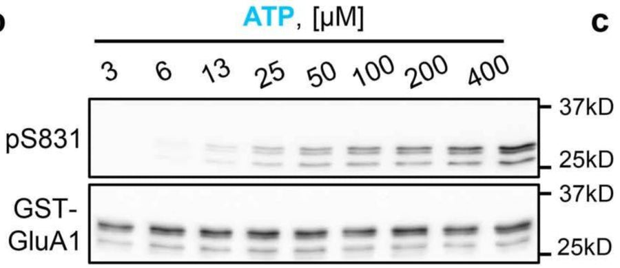 Representative Immunoblots and quantification of in vitro kinase reactions at 30 °C with increasing ATP concentration measuring purified CaMKIIα phosphorylation of GST-GluA1 S831 (1:2000). Image from publication CC-BY-4.0. PMID: 37648853