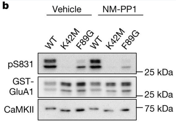 Immunoblots of in vitro kinase reactions at 30 °C including GFP–CaMKII WT, K42M and F89G with GST–GluA1-c tail showing specific labelling of GluR1 S831 (1:2000). Reactions were performed either with vehicle control or with 10 μM NM-PP1. Image from publication CC-BY-4.0. PMID: 37648853