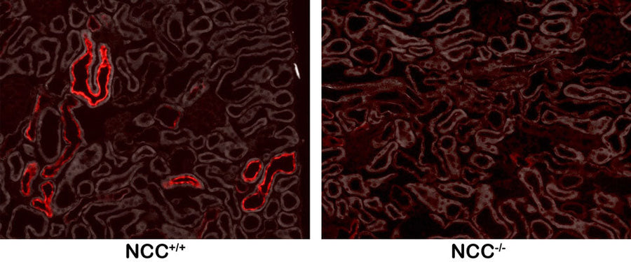 Immunostaining of PFA perfused frozen kidney sections from WT and NCC KO mice showing specific labeling of the NCC protein phosphorylated at Thr53 (red, 1:100,000) on the left and the absence of staining in the KO on the right. (Image courtesy of Lauren Miller, Ellison Lab, OHSU.)