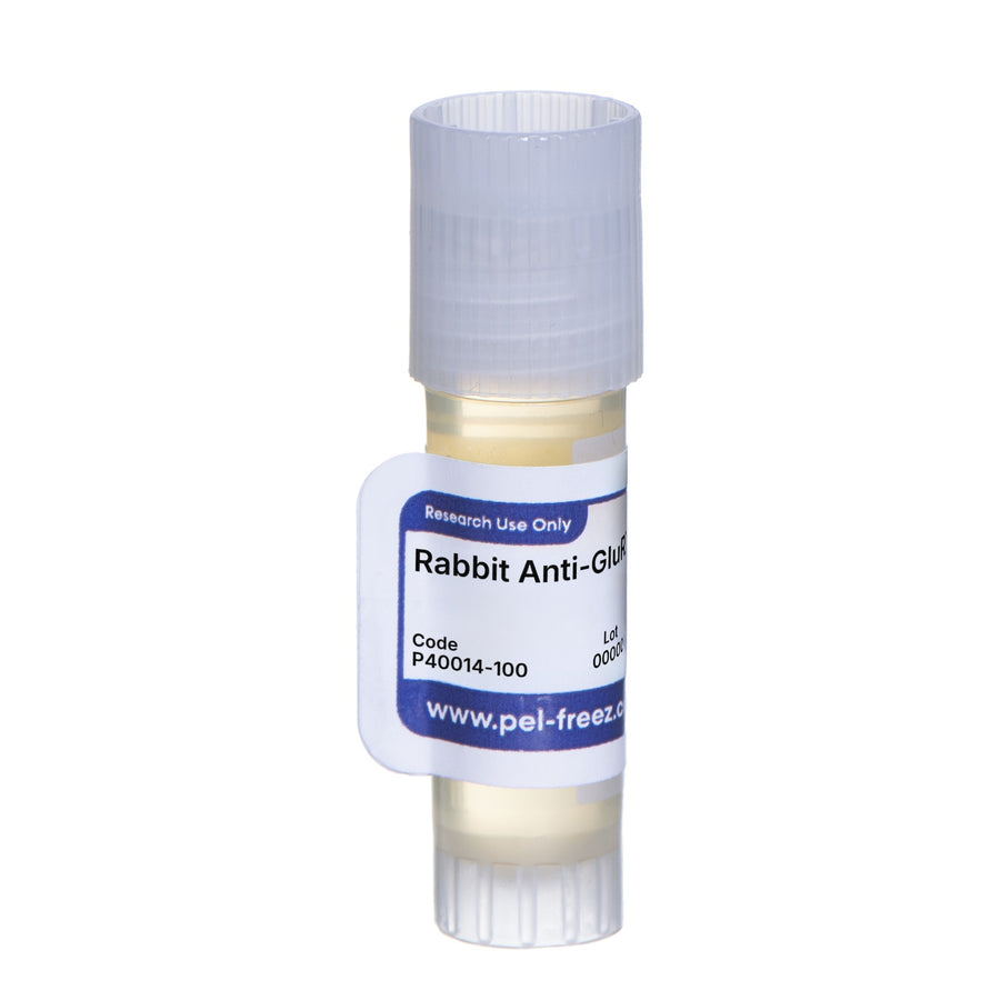 Rabbit Anti-GluR2