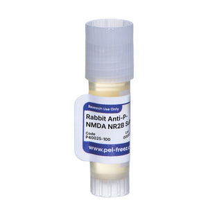 Rabbit Anti-P-NMDA NR2B Subunit (Tyr1336)