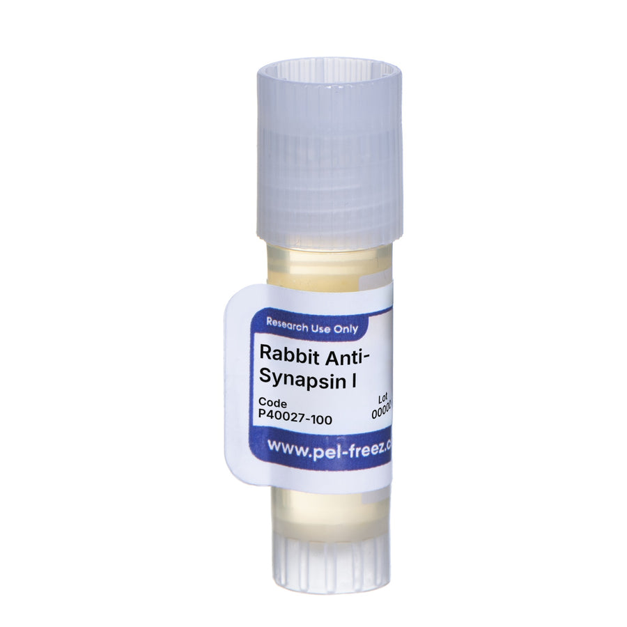 Rabbit Anti-Synapsin I