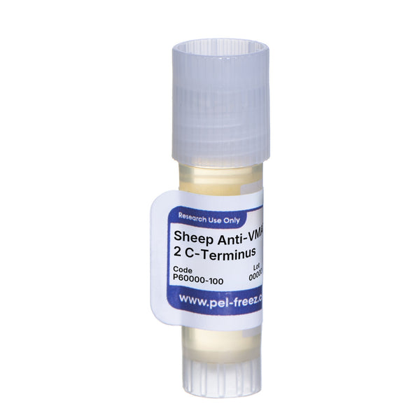 Sheep Anti-VMAT-2 C-Terminus