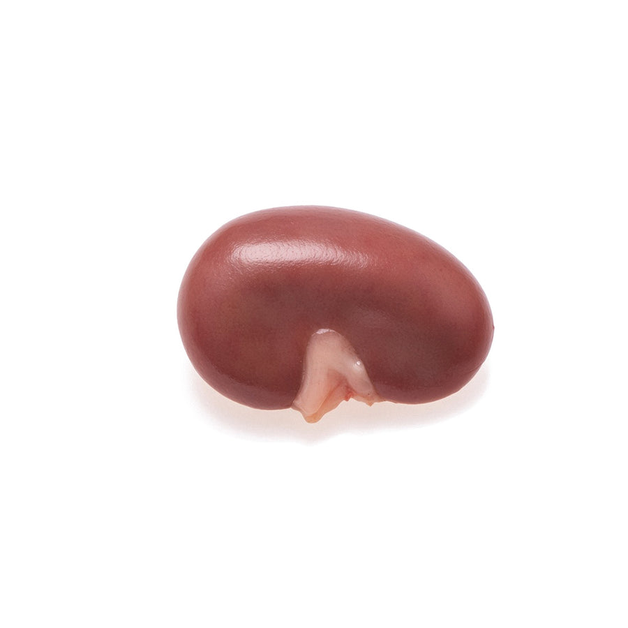 Pig Kidney