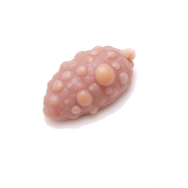 Pig Ovary