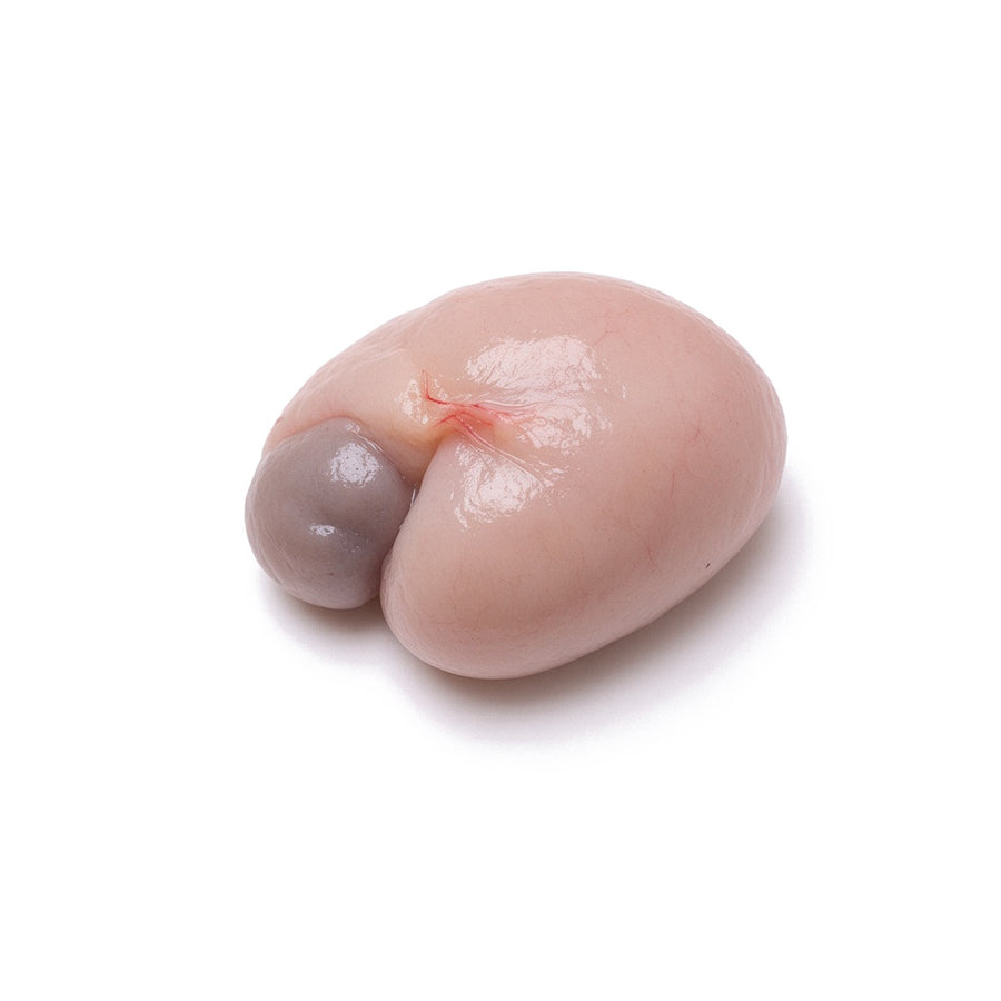 Pig Pituitary
