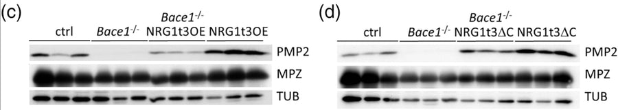 Western blot analysis of PMP2 and MPZ (1:5000) in control, Bace1−/−, NRG1t3OE, Bace1−/−; NRG1t3OE, NRG1t3ΔC (Constitutively active NRG1 type III) and Bace1−/−; NRG1t3ΔC at 60 days of age (C,D). Tubulin (TUB) was used for the endogenous control for the Western blots. Image from publication CC-BY-4.0. PMID:38311982