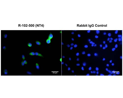 Rabbit Anti-Neurotrophin-4/5 (NT-4/5)