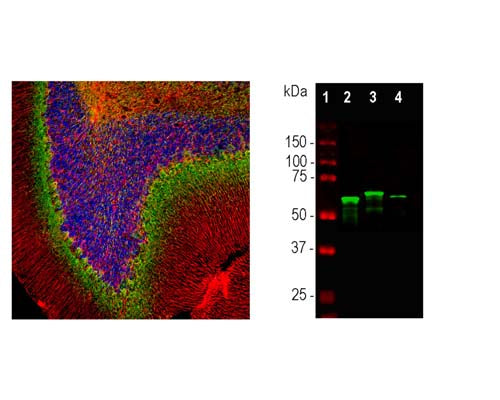 Rabbit Anti-Internexin Alpha (Alpha-Inx)