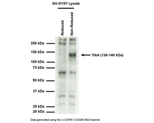Rabbit Anti-Tyrosine Kinase Receptor A (TrkA)
