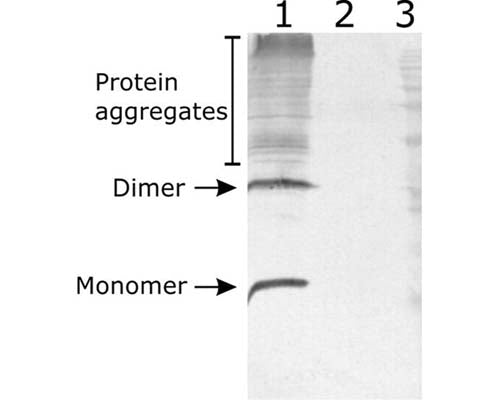 Rabbit Anti-Neurturin (NTN)
