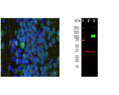 Rabbit Anti-Adenylate Cyclase Type III (ACIII)