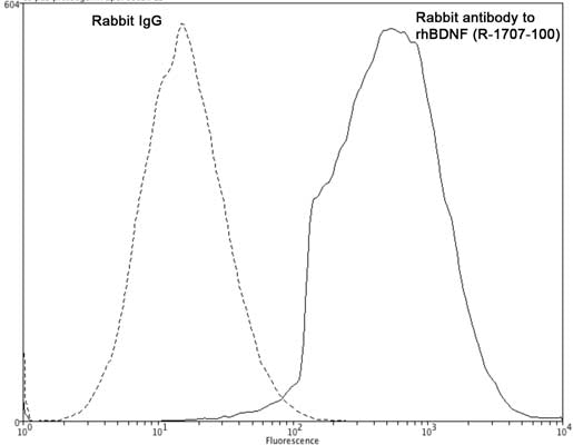 Rabbit Anti-Brain-Derived Neurotrophic Factor (BDNF)