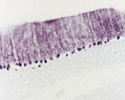 Rabbit Anti-Neurotrophin-3 (NT-3)