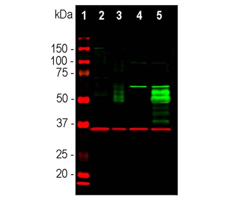 Rabbit Anti-Cellular Oncogene FOS (c-FOS)