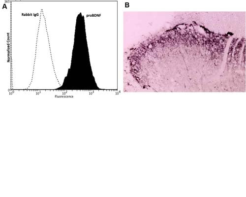 Rabbit Anti-Pro-Brain-Derived Neurotrophic Factor (proBDNF)