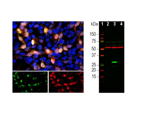 Rabbit Anti-Green Fluorescent Protein (GFP)