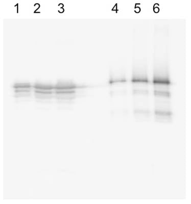 Rabbit Anti-Microtubule-Associated Protein Tau (MAPT)