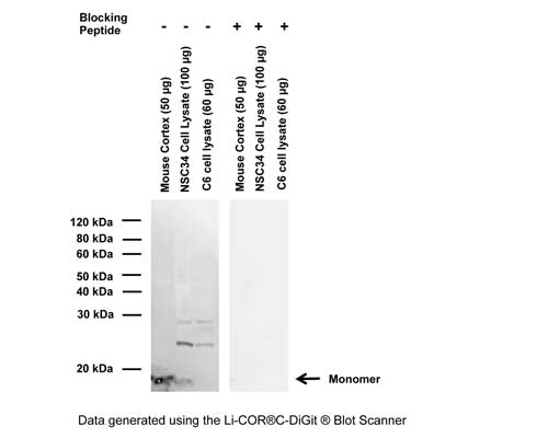 Rabbit Anti-Synuclein, Pan