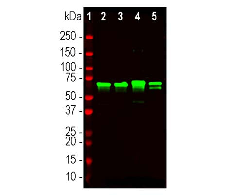 Rabbit Anti-Neurofilament Light Polypeptide C-Terminus, (NF-L-Ct)