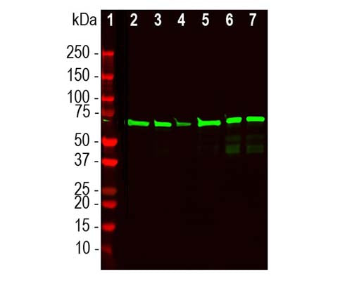 Rabbit Anti-Neurofilament Light Polypeptide (NF-L), DG-Sensor