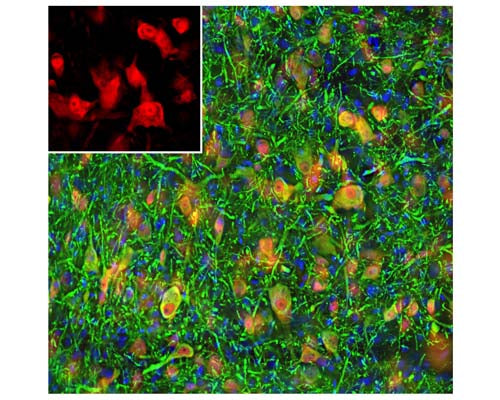 Rabbit Anti-Neuronal Nuclei Antigen NeuN/FOX3