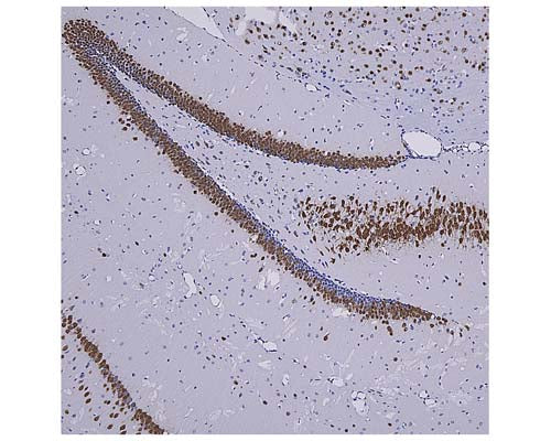 Rabbit Anti-Neuronal Nuclei Antigen NeuN/FOX3