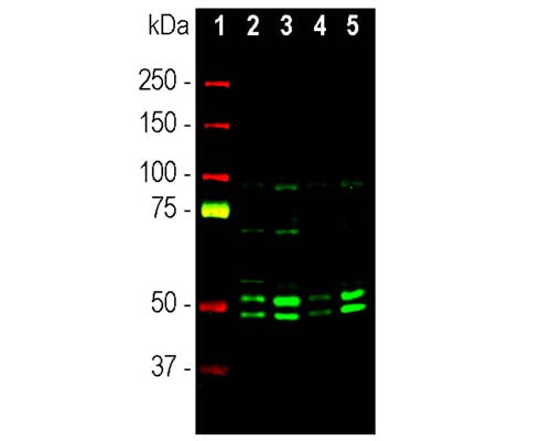 Rabbit Anti-Neuronal Nuclei Antigen NeuN/FOX3