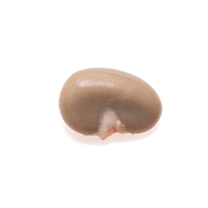 Rabbit Adrenal, Young