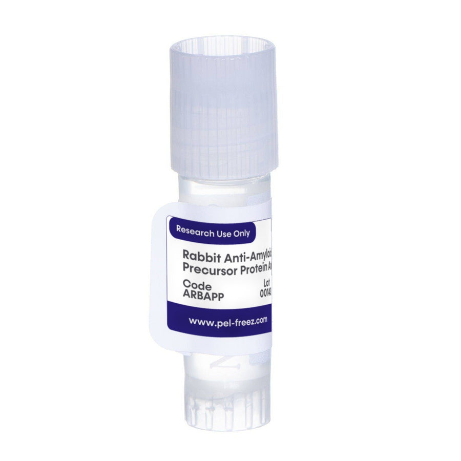 Rabbit Anti-Amyloid-Beta Precursor Protein (APP)