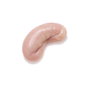 Rabbit Epididymis, Mature