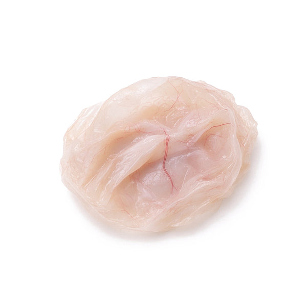 Rabbit Retina, Young