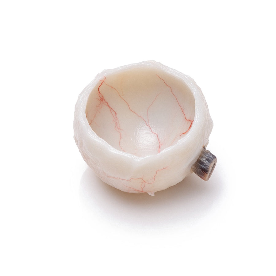 Rabbit Sclera, Young, Frozen